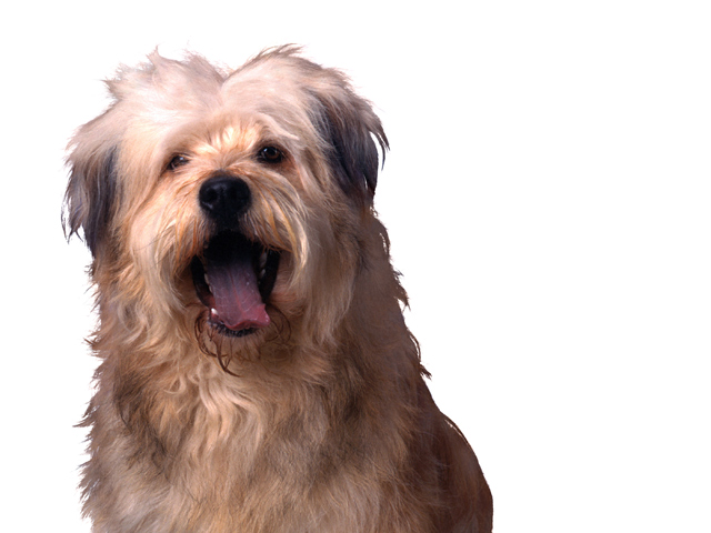Pet Fair helps needy, offers fun for pets and owners